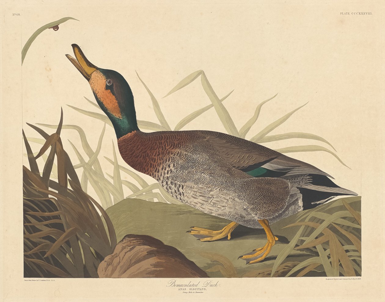 Bemaculated Duck, 1836 by Robert Havell