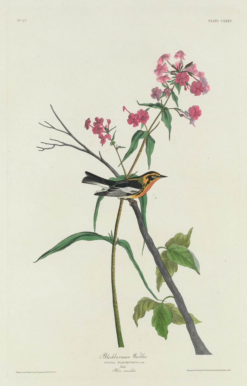 Blackburnian Warbler by Robert Havell