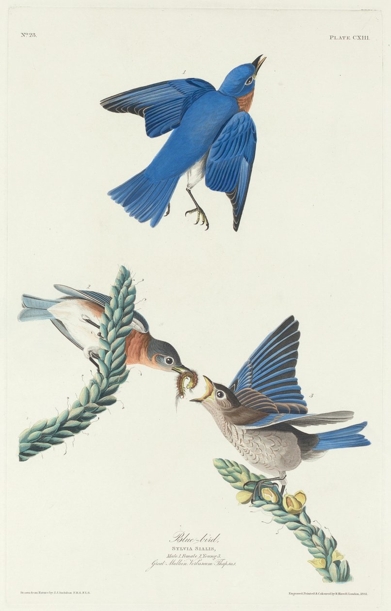 Blue-Bird, 1831 by Robert Havell