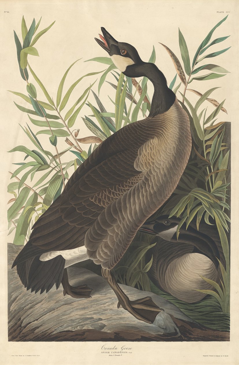Canada Goose by Robert Havell