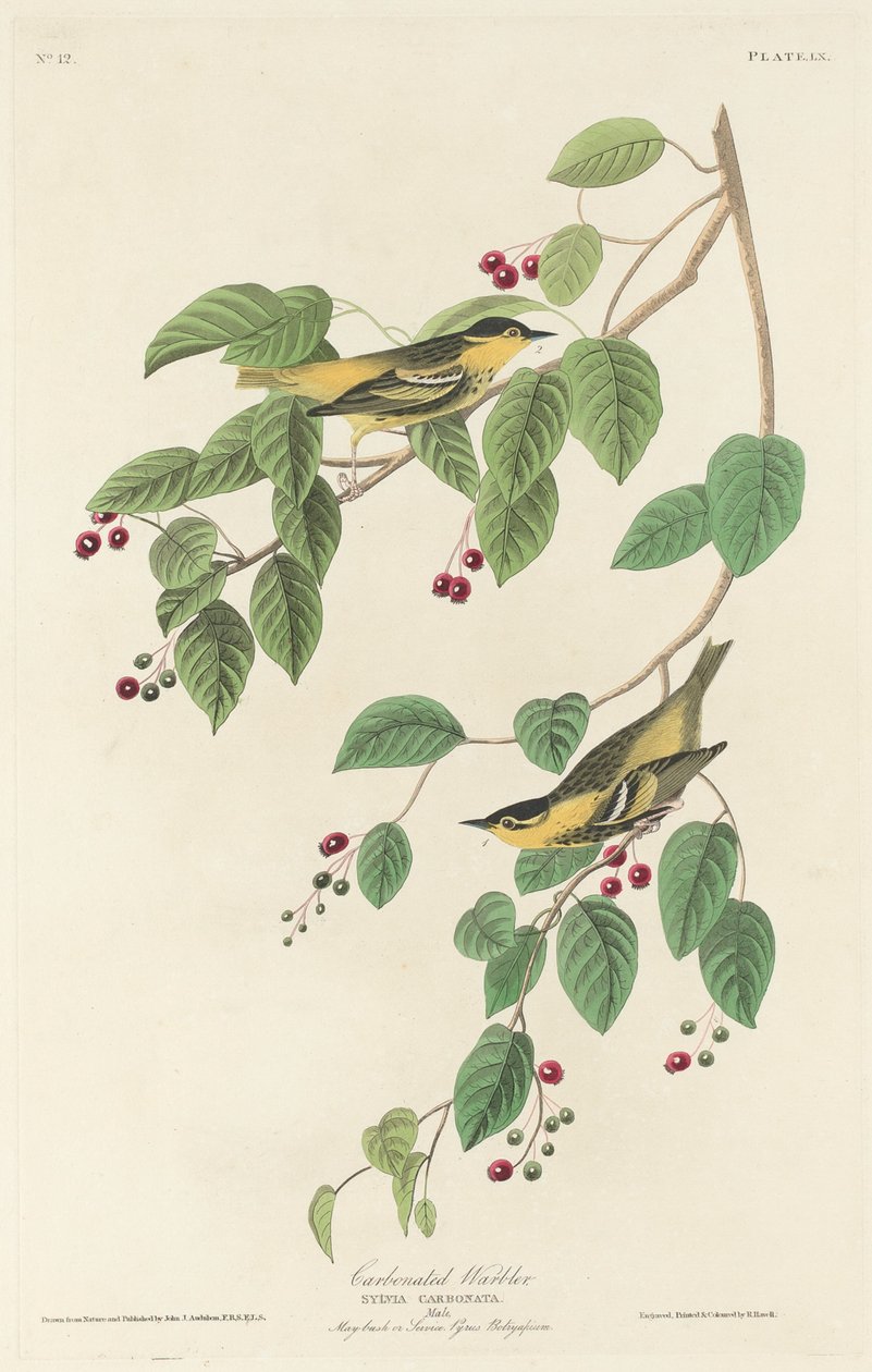 Carbonated Warbler by Robert Havell