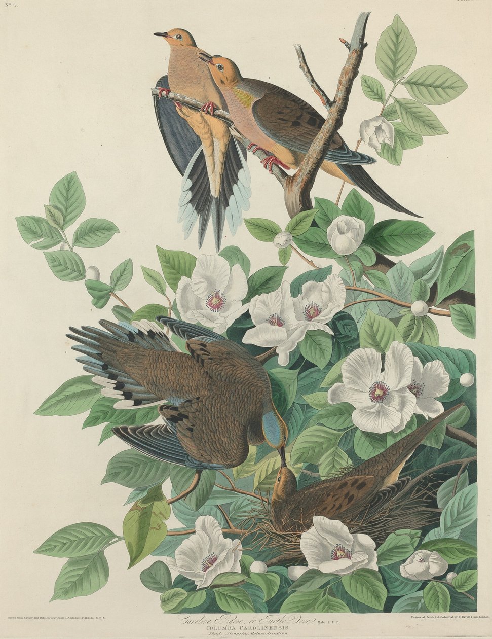 Carolina Pigeon or Turtle Dove by Robert Havell