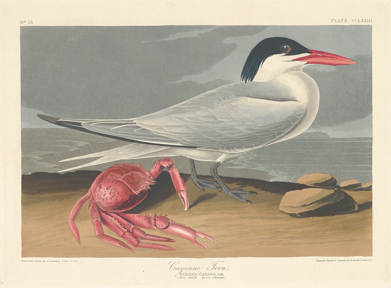 Cayenne Tern by Robert Havell
