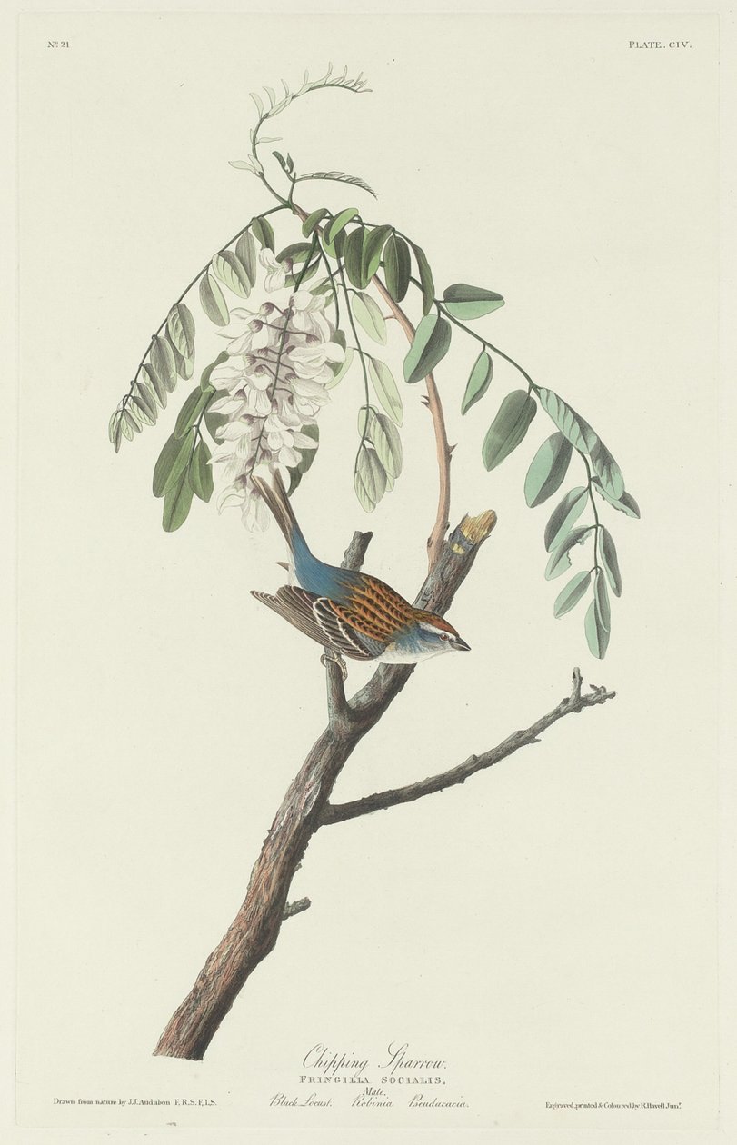 Chipping Sparrow by Robert Havell