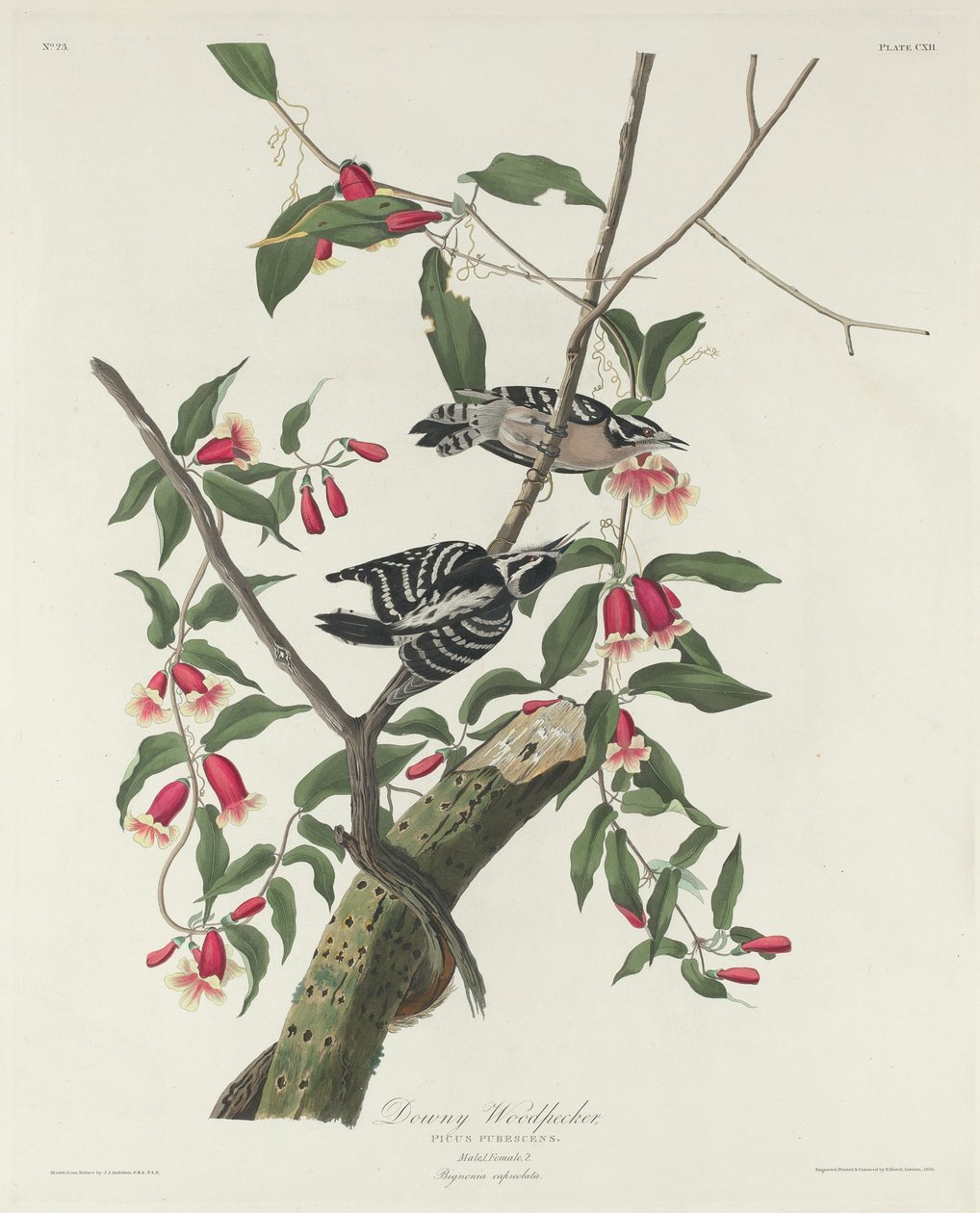 Downy Woodpecker by Robert Havell