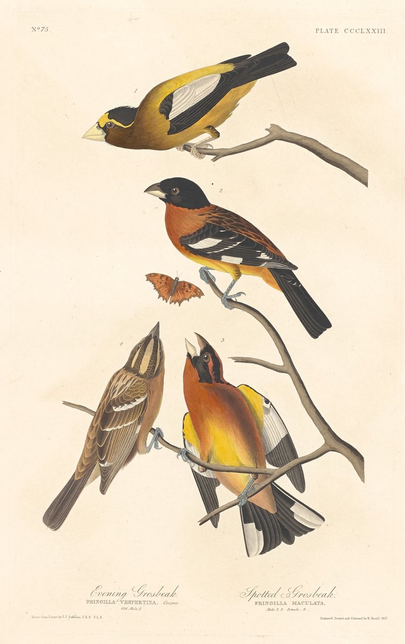Evening Grosbeak and Spotted Grosbeak, 1837 by Robert Havell