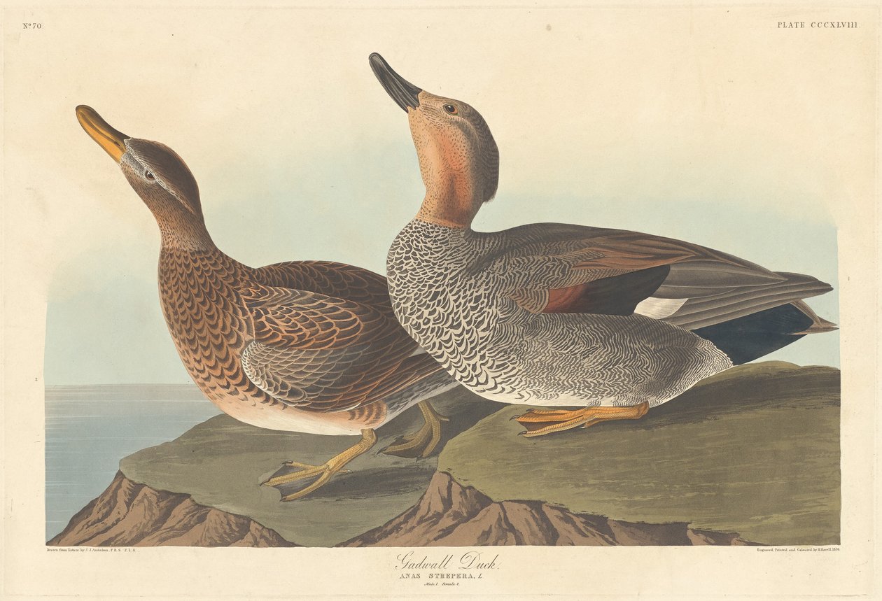 Gadwall Duck by Robert Havell