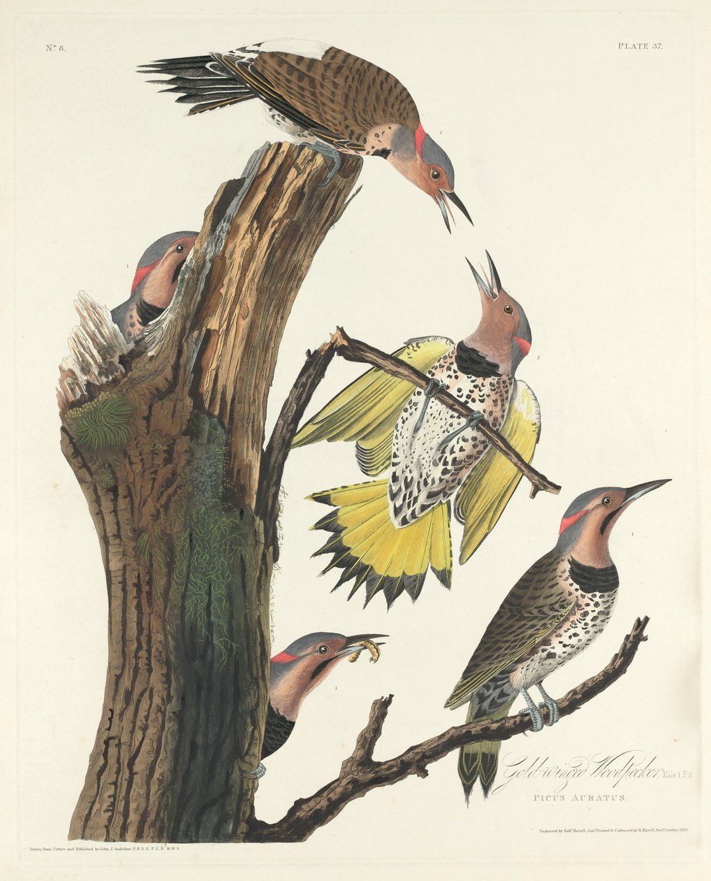 Gold-winged Woodpecker by Robert Havell