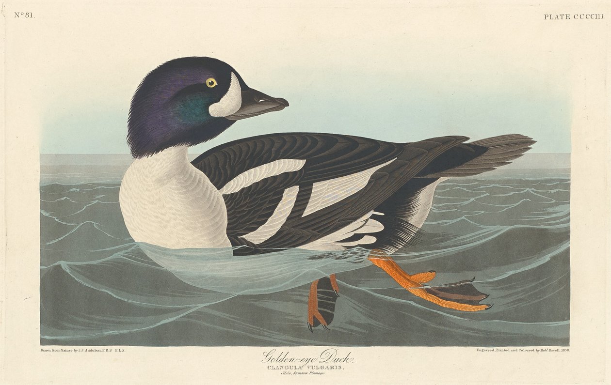 Golden-eye Duck by Robert Havell