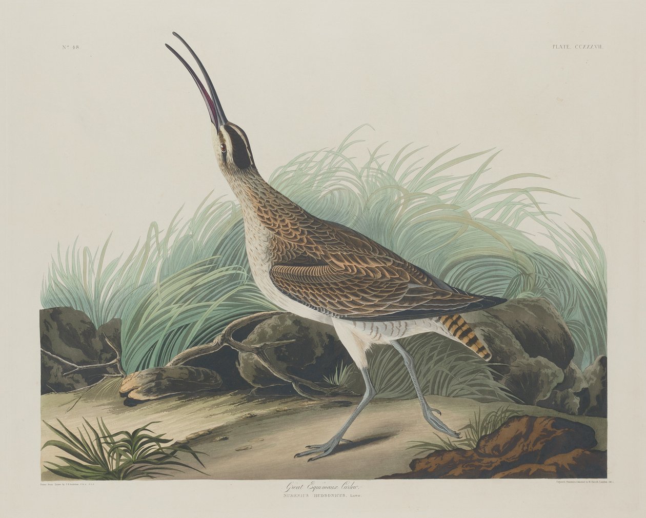 Great Esquimaux Curlew by Robert Havell