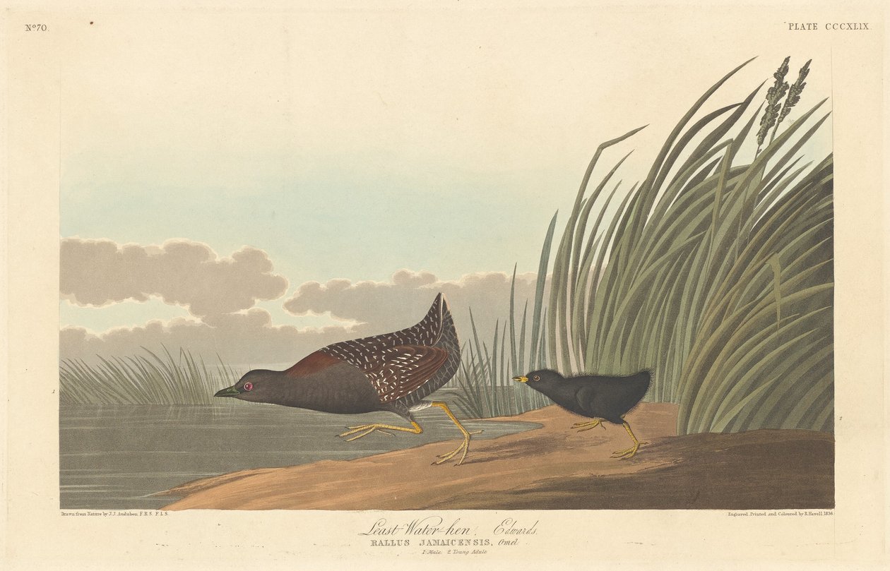 Least Water-hen by Robert Havell