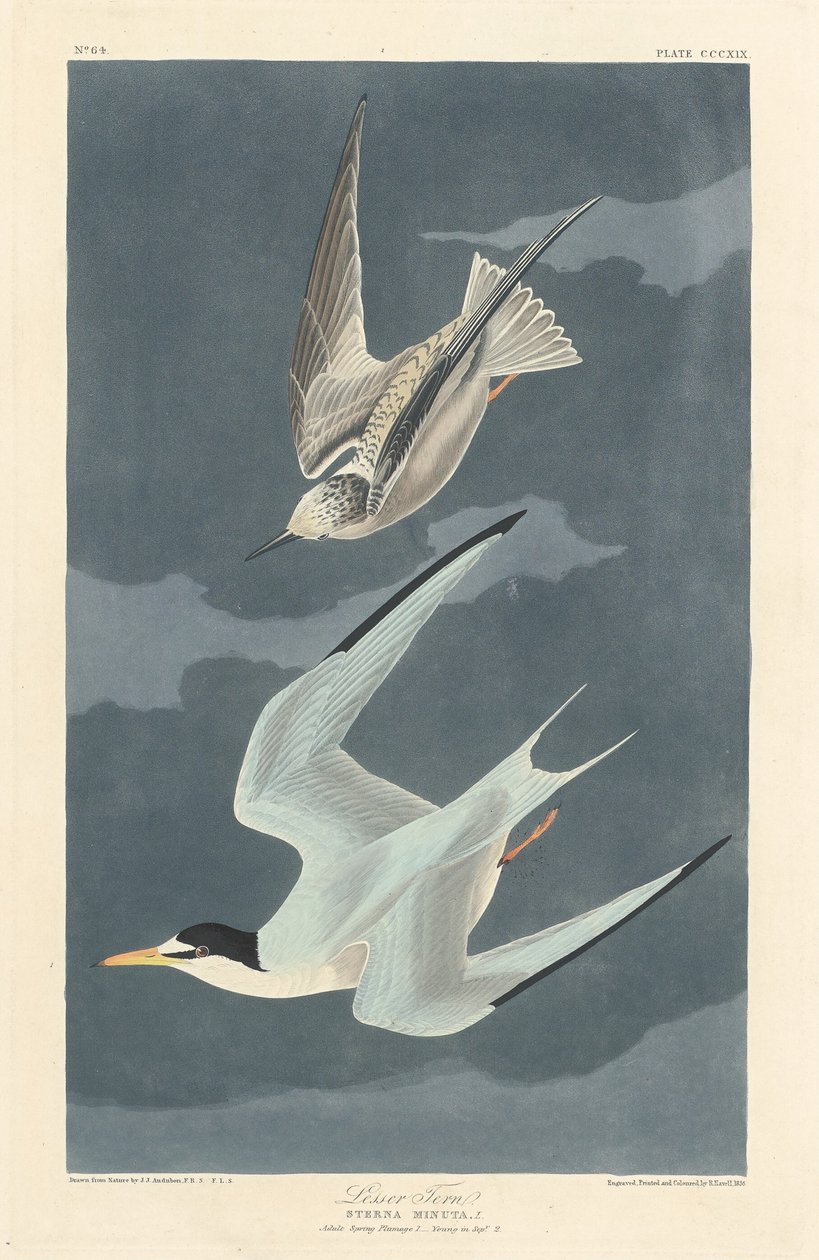 Lesser Tern by Robert Havell