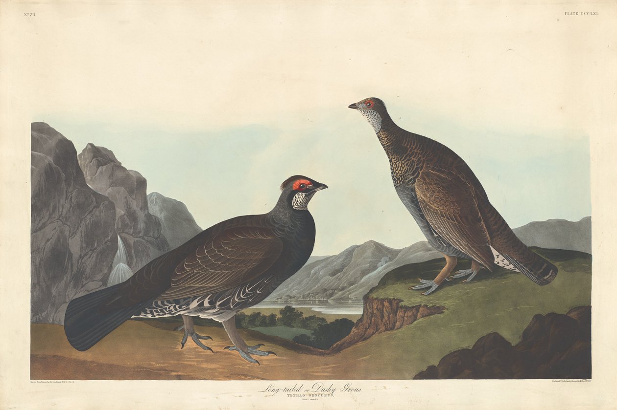 Long-tailed or Dusky Grouse by Robert Havell