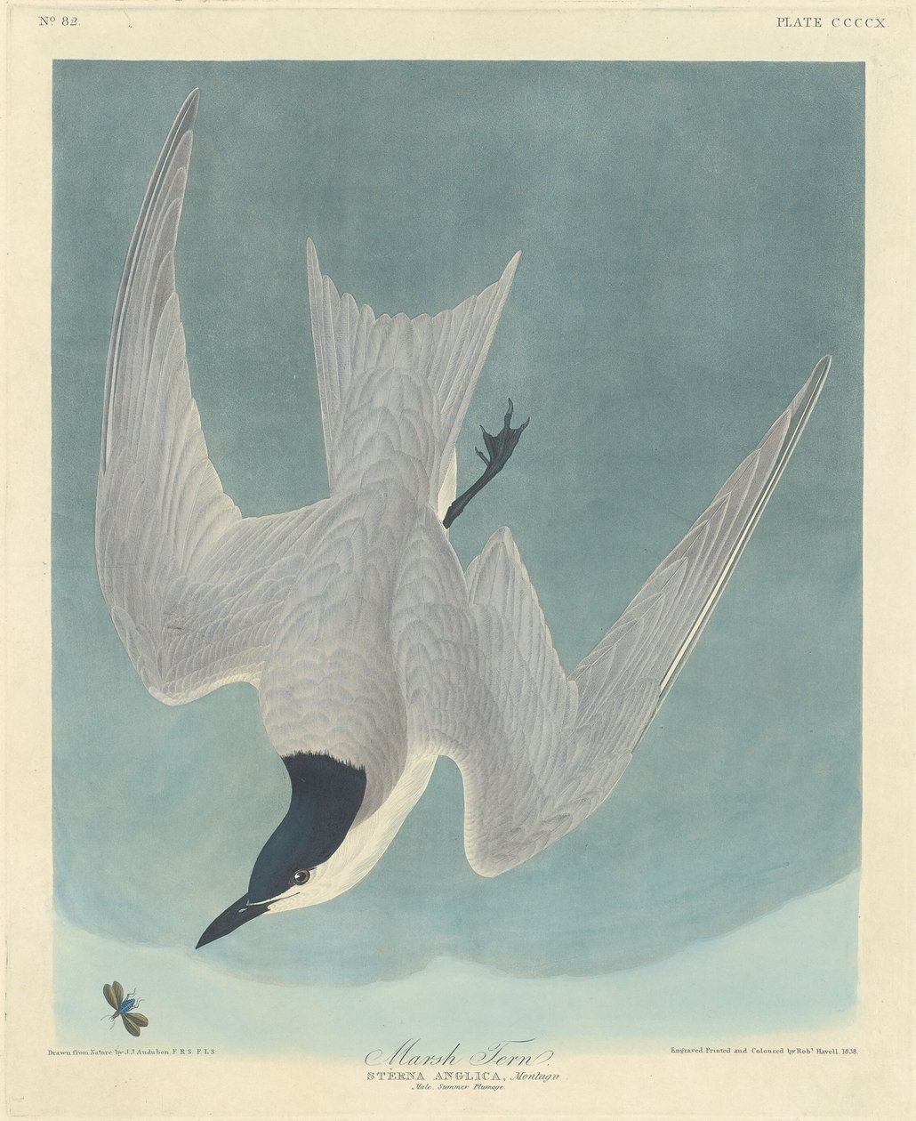 Marsh Tern by Robert Havell