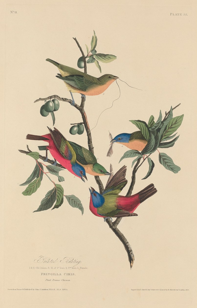 Painted Bunting by Robert Havell