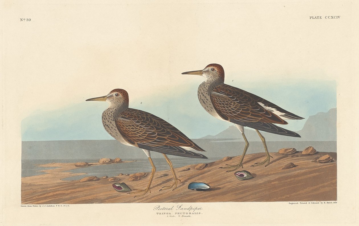 Pectoral Sandpiper by Robert Havell