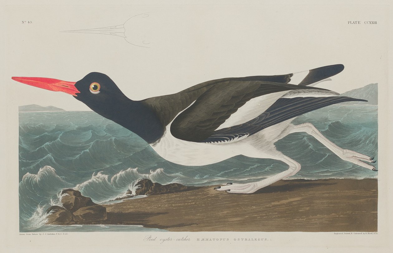 Pied Oyster-Catcher by Robert Havell