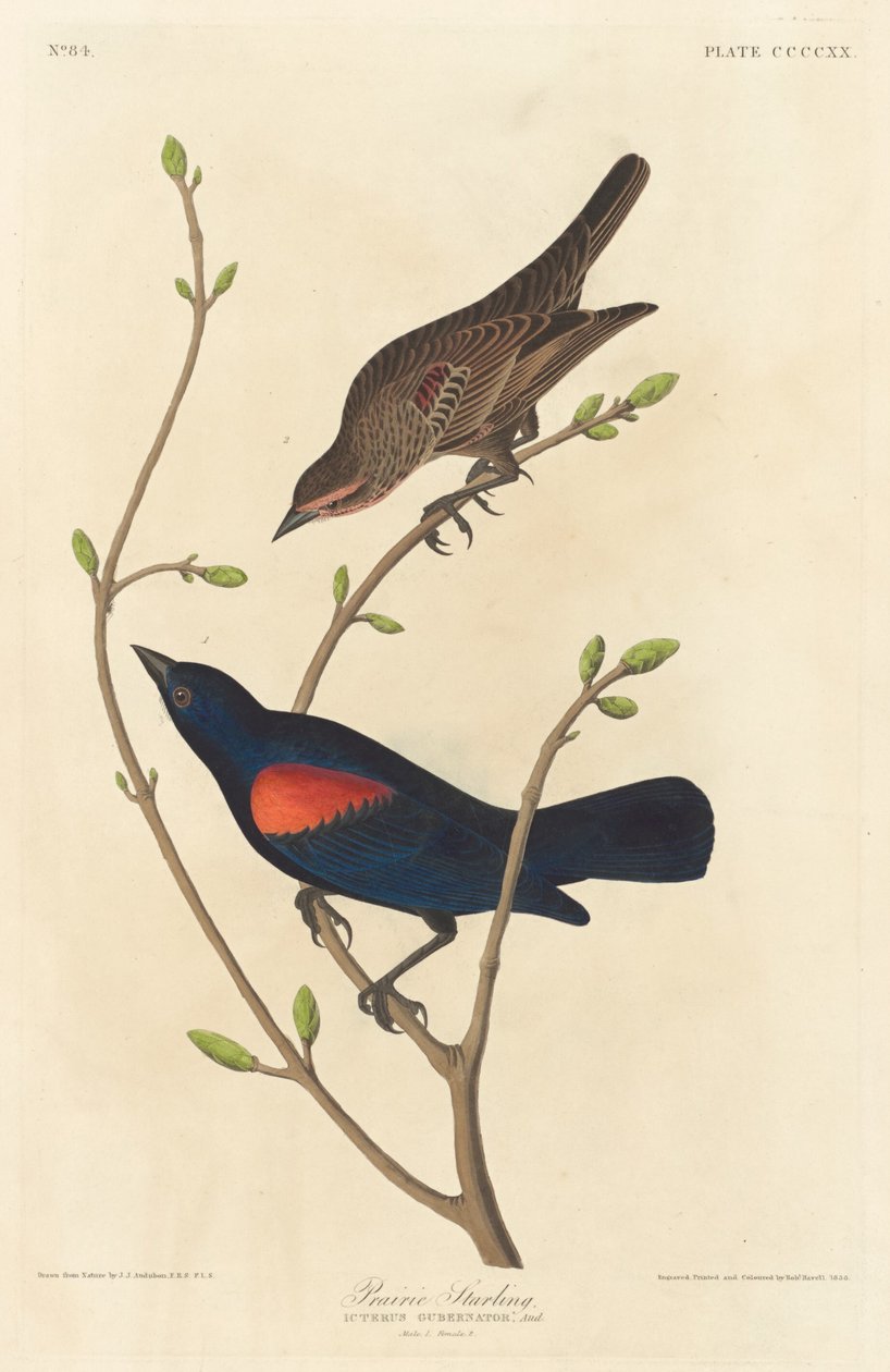 Prairie Starling by Robert Havell