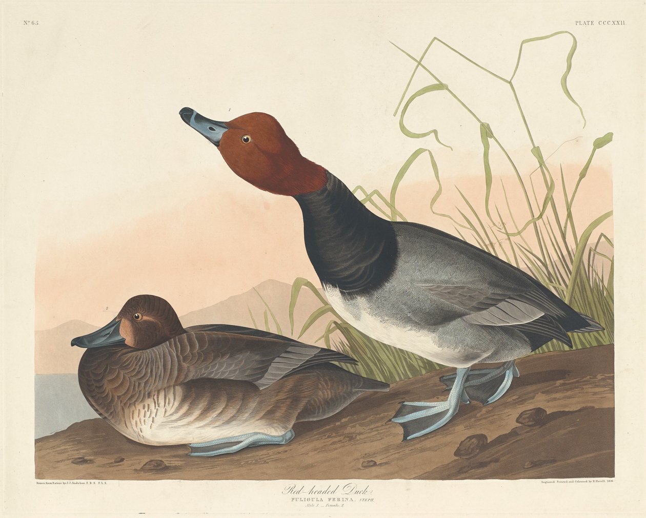 Red-Headed Duck by Robert Havell