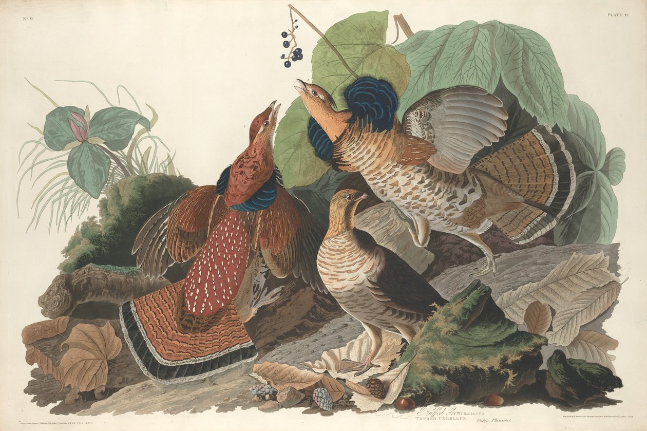 Ruffed Grouse by Robert Havell