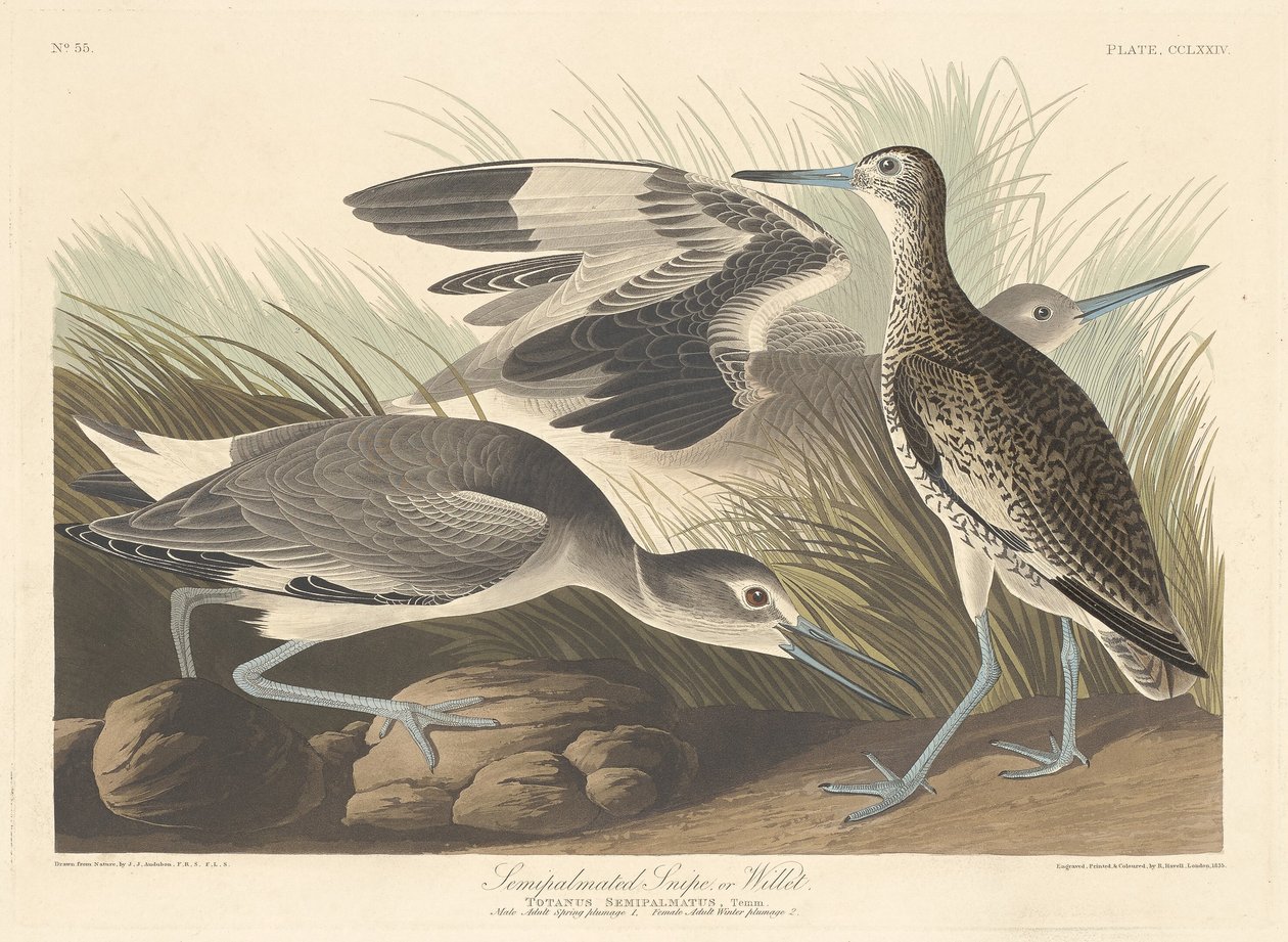 Semi-palmated Snipe or Willet, 1835 by Robert Havell
