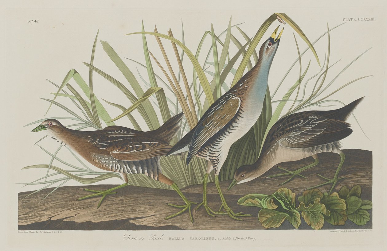 Sora or Rail by Robert Havell