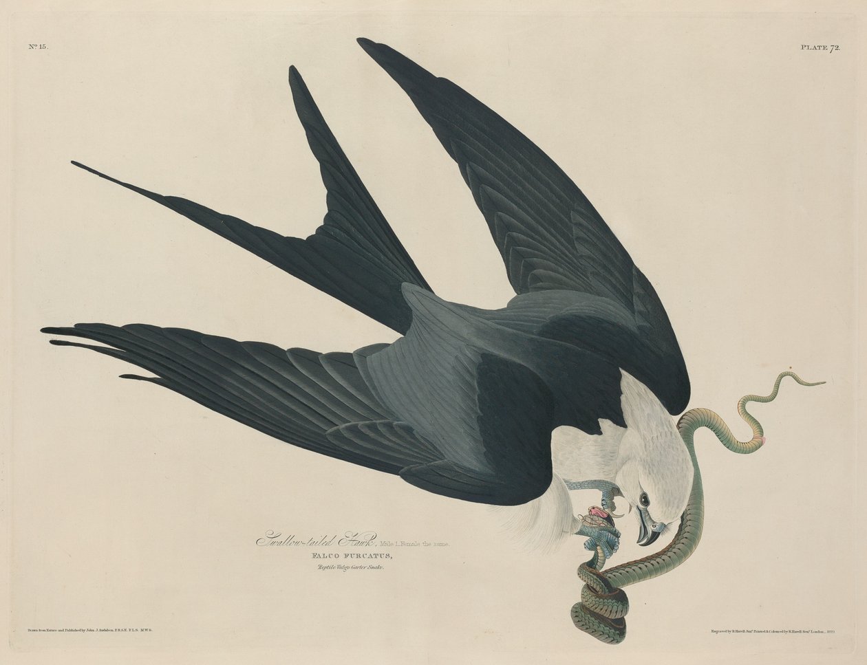 Swallow-tailed Hawk, 1829 by Robert Havell