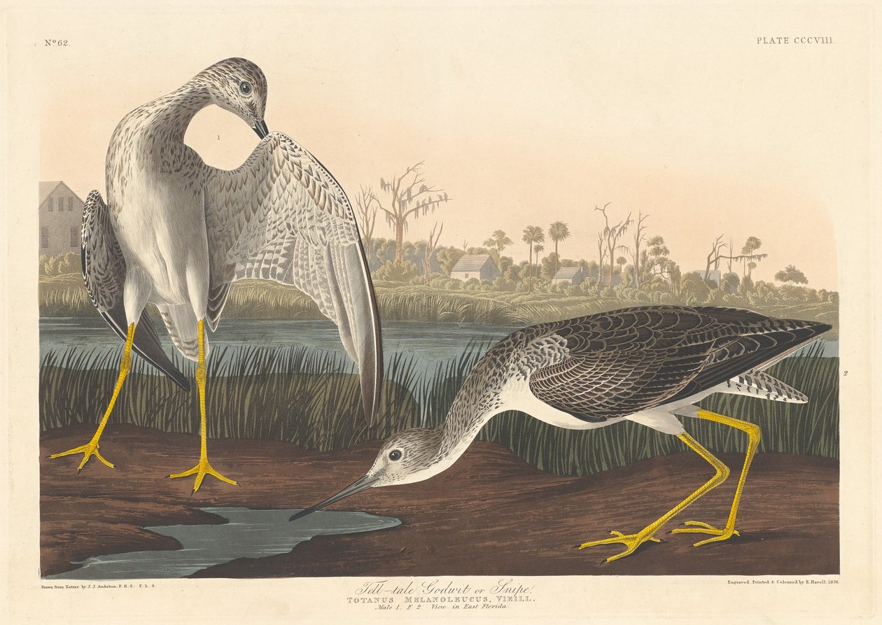 Tell-tale Godwit, 1836 by Robert Havell