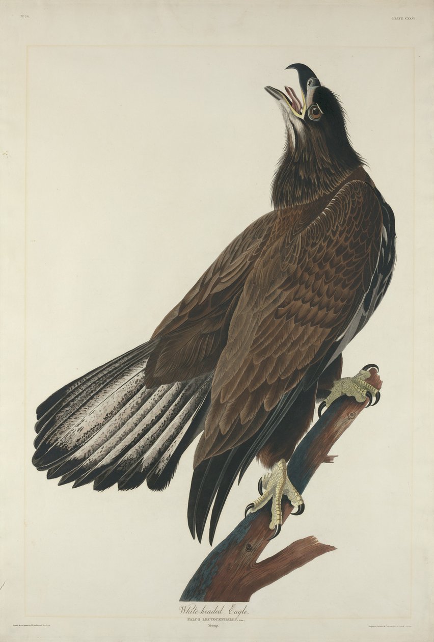 White-Headed Eagle by Robert Havell