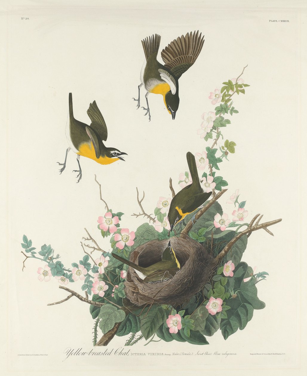 Yellow-breasted Chat by Robert Havell