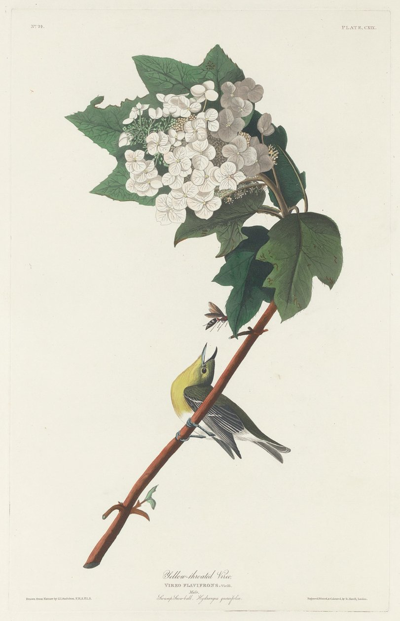 Yellow-throated Vireo by Robert Havell