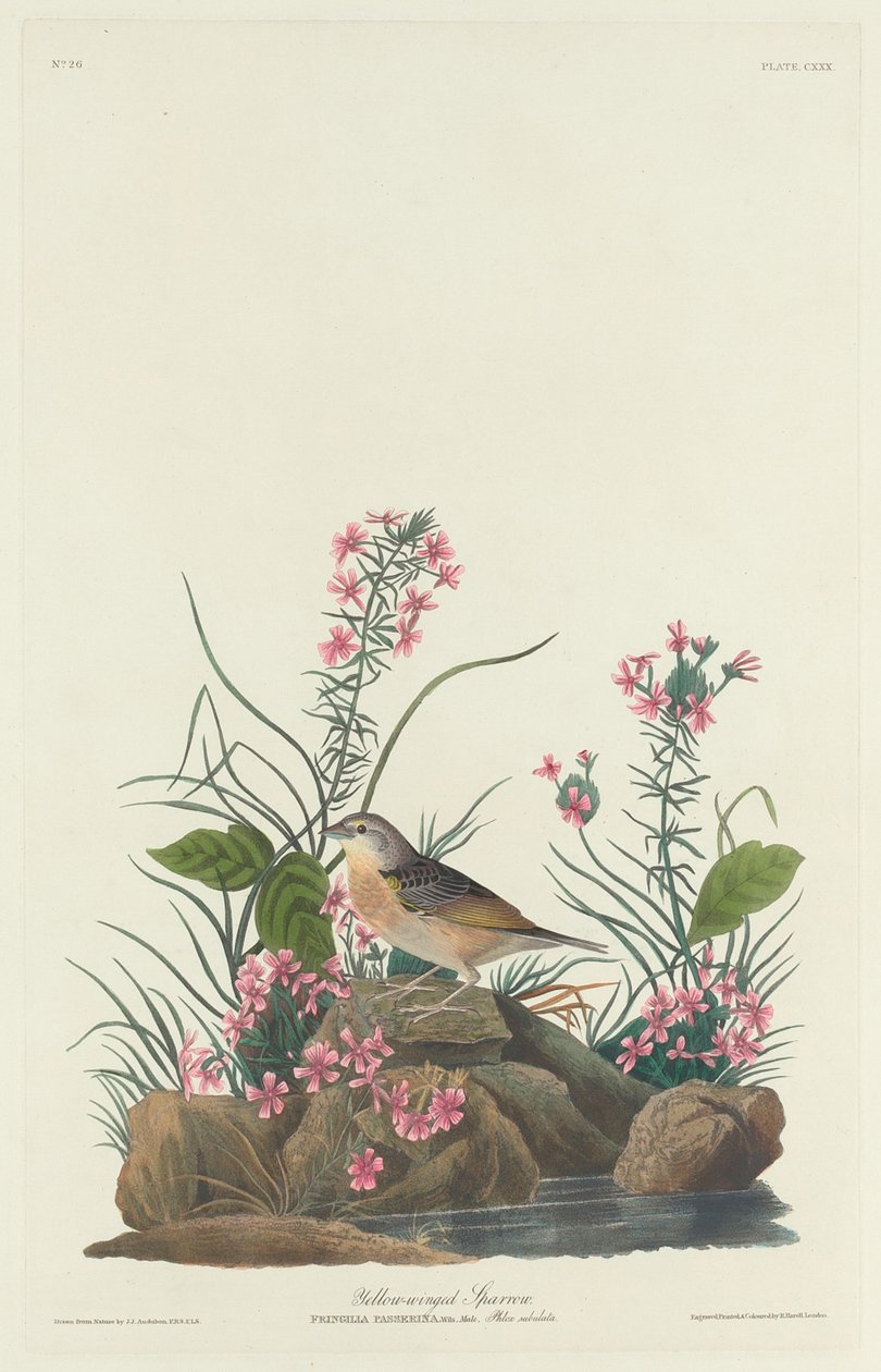 Yellow-winged Sparrow by Robert Havell