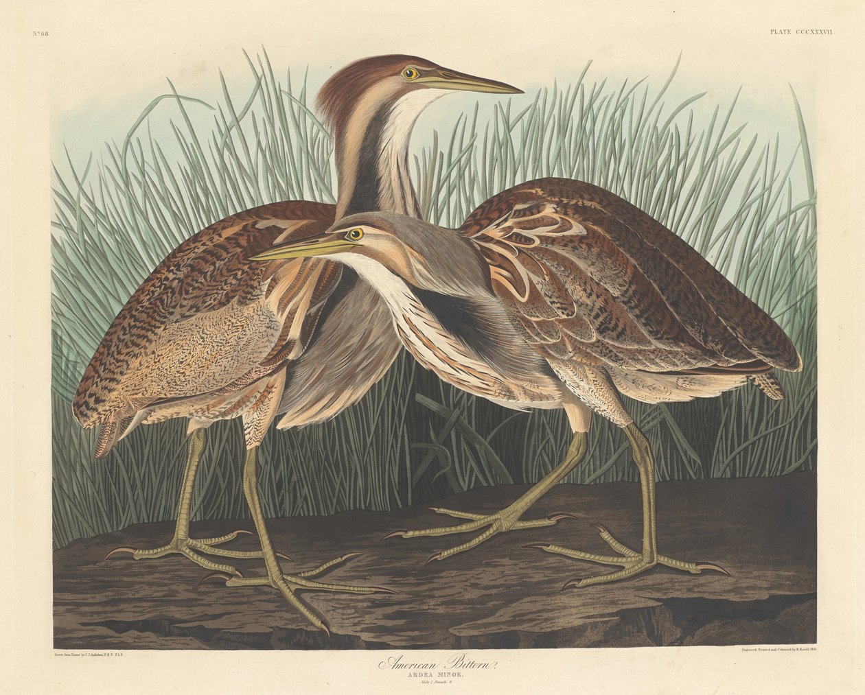 American Bittern by Robert Havell after John James Audubon