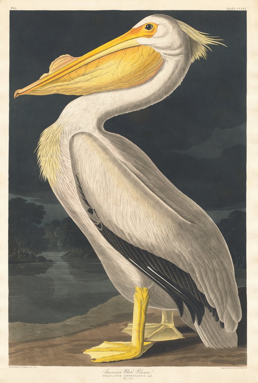 American White Pelican by Robert Havell after John James Audubon