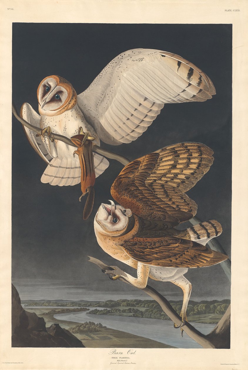 Barn Owl by Robert Havell after John James Audubon