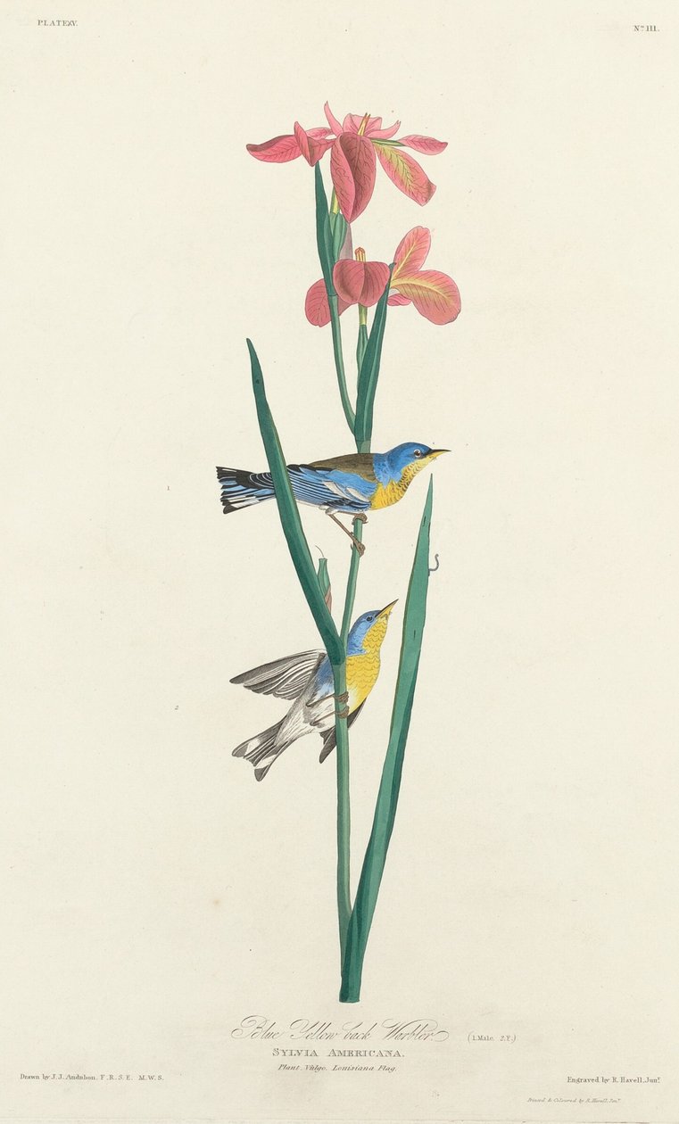 Blue Yellow-backed Warbler by Robert Havell after John James Audubon