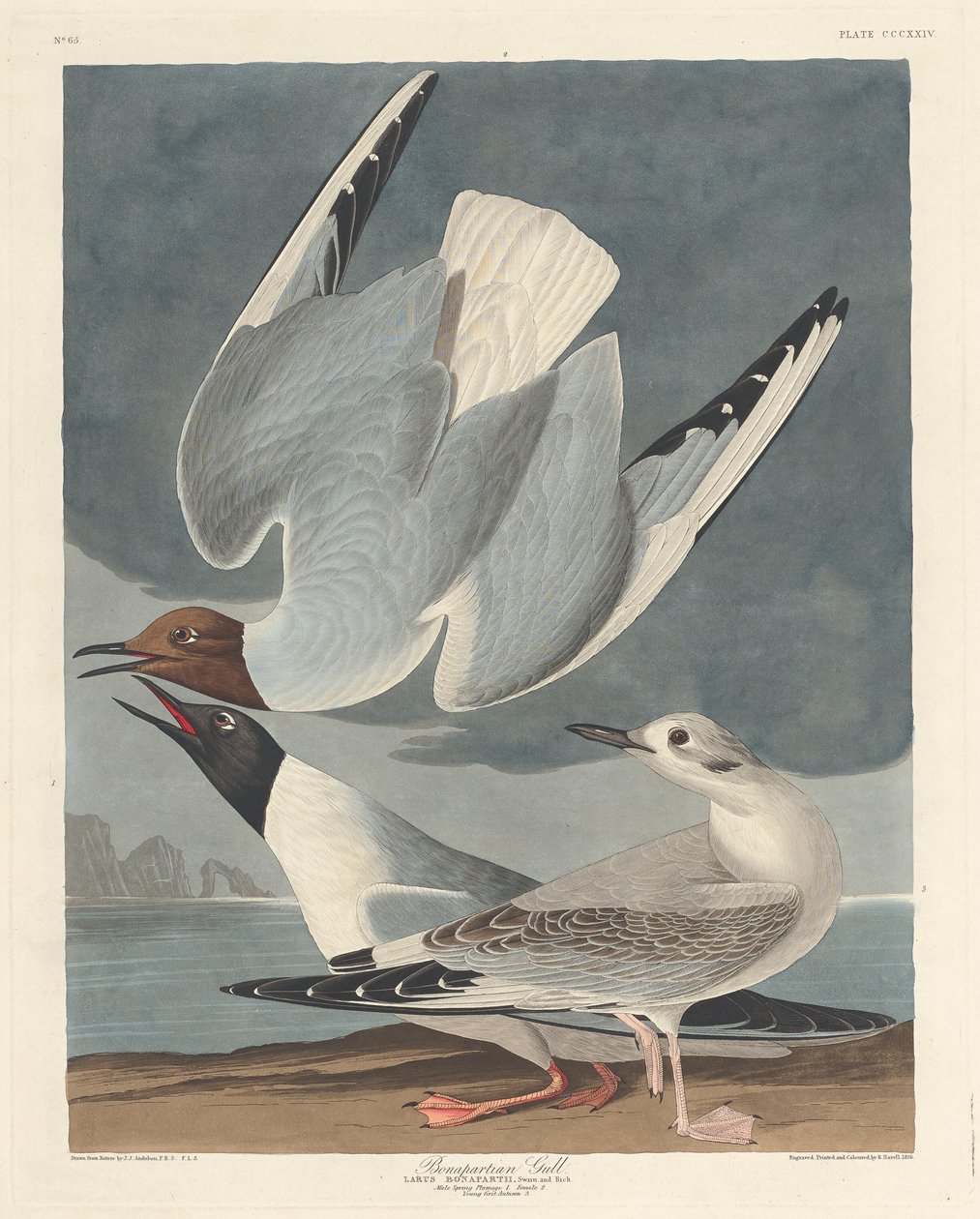 Bonapartian Gull by Robert Havell after John James Audubon
