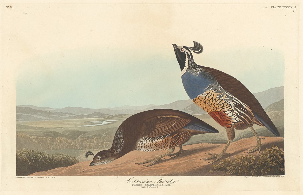 Californian Partridge by Robert Havell after John James Audubon