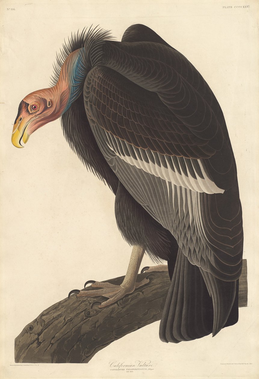 Californian Vulture by Robert Havell after John James Audubon
