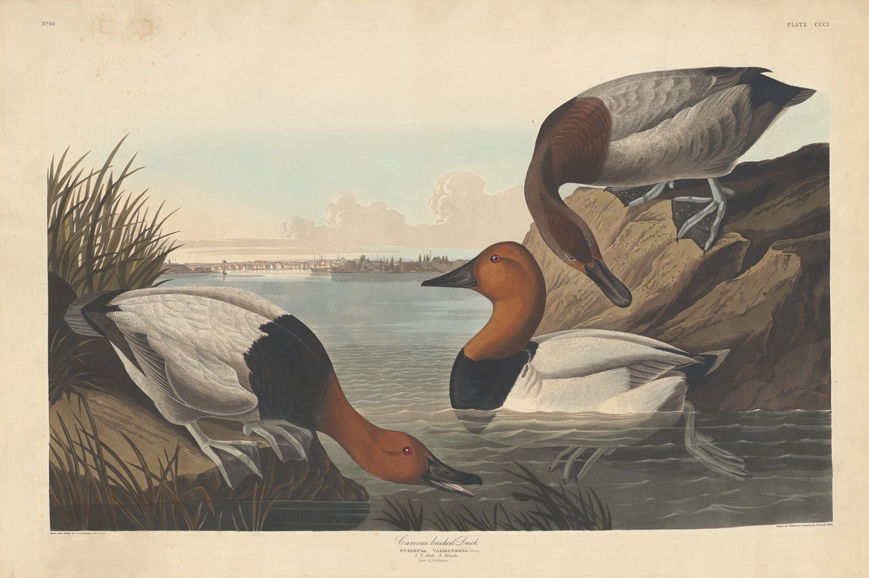 Canvas-backed Duck by Robert Havell after John James Audubon