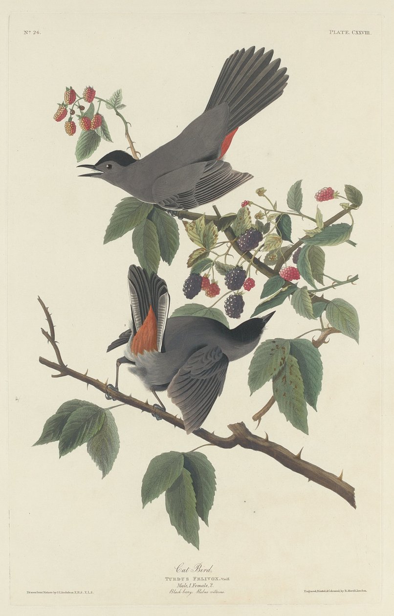 Cat Bird by Robert Havell after John James Audubon
