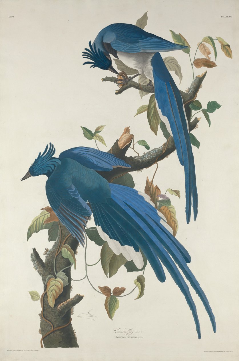 Columbia Jay by Robert Havell after John James Audubon