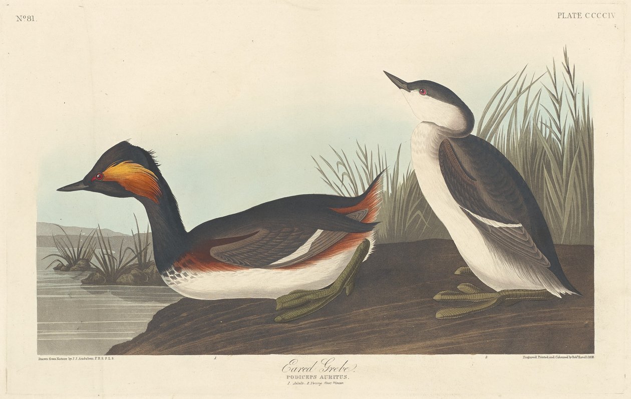 Eared Grebe by Robert Havell after John James Audubon