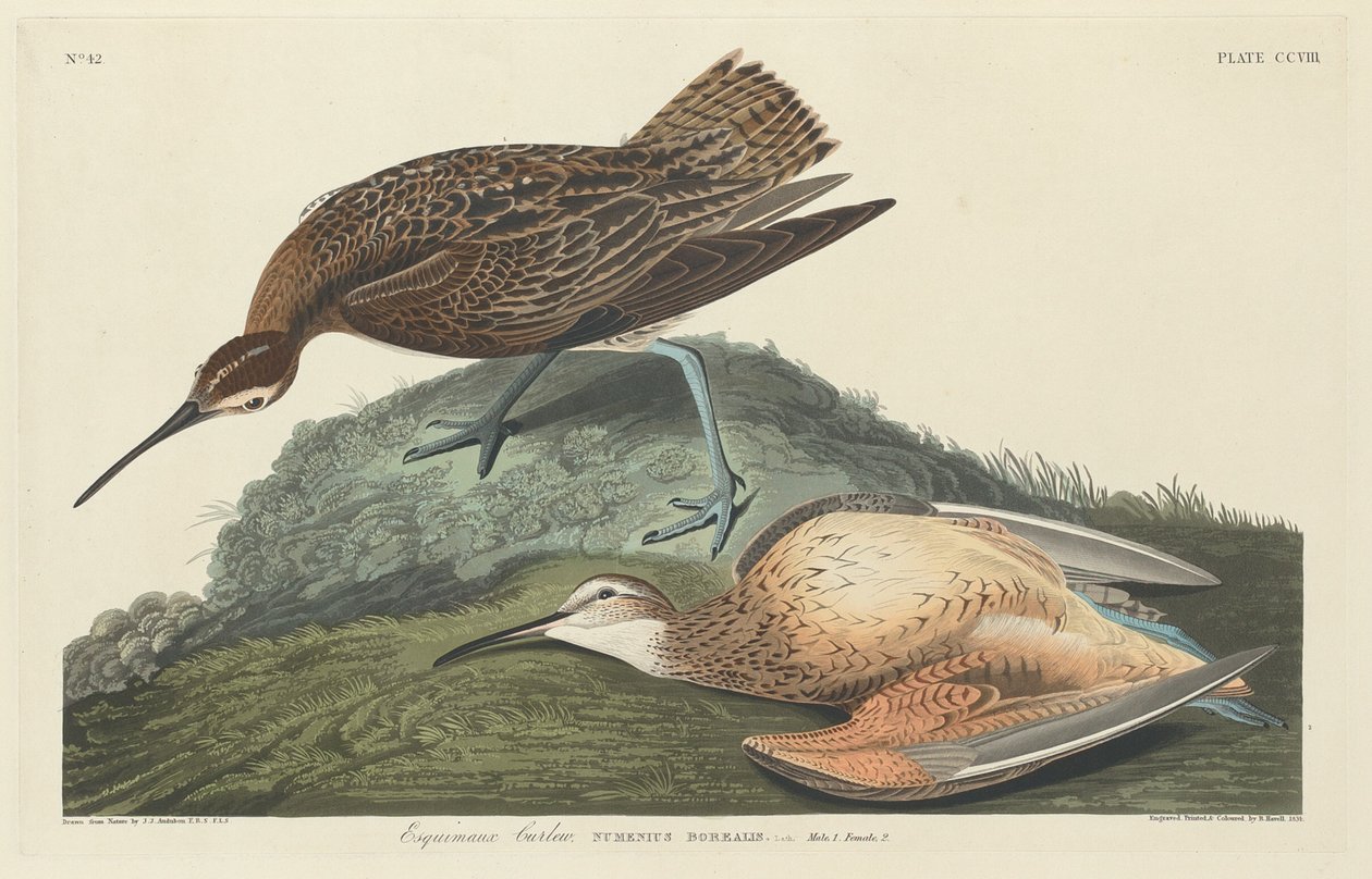 Esquimaux Curlew by Robert Havell after John James Audubon