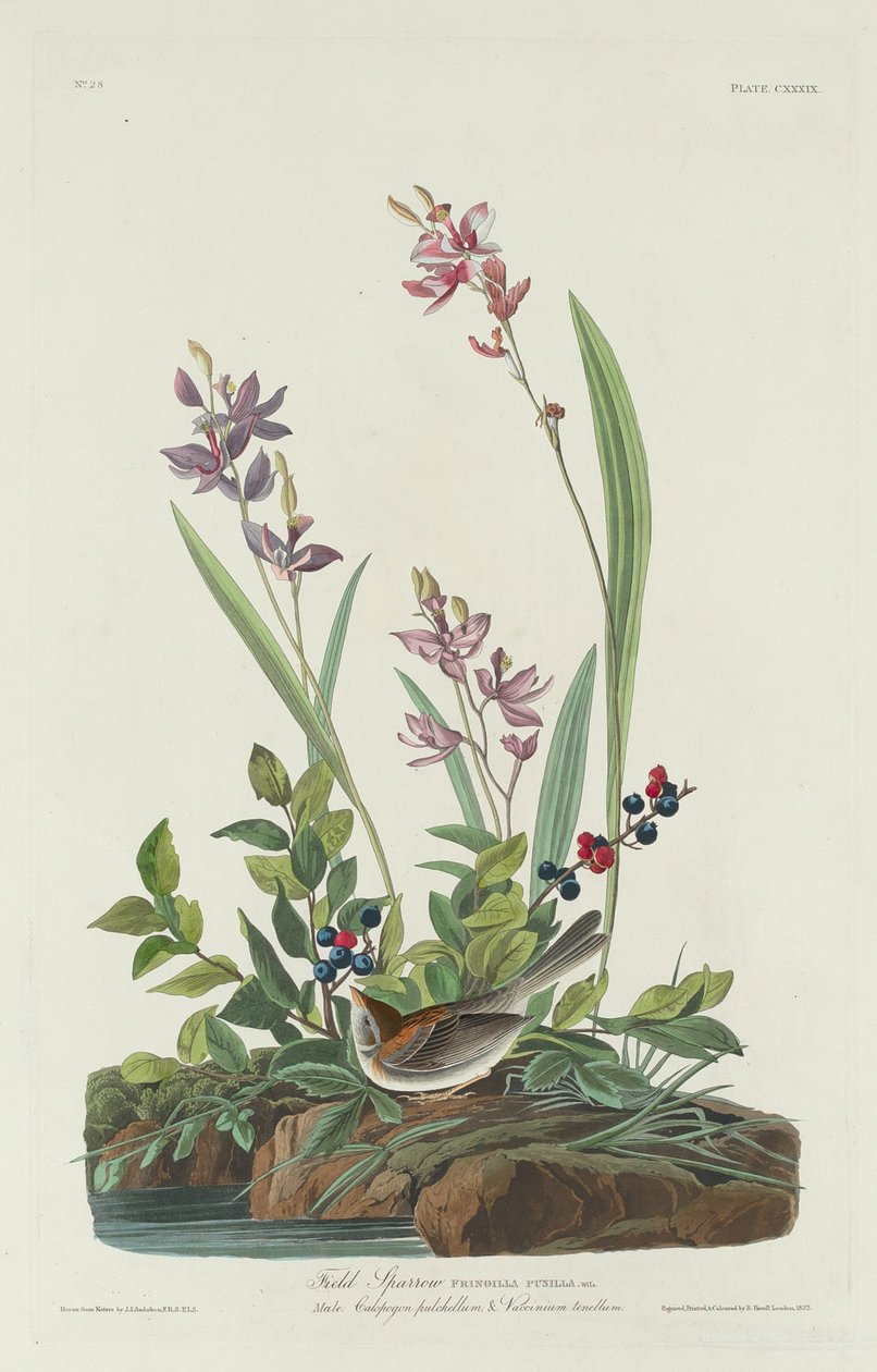 Field Sparrow by Robert Havell after John James Audubon
