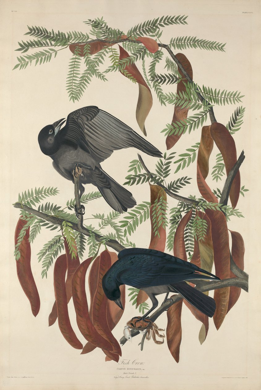 Fish Crow by Robert Havell after John James Audubon