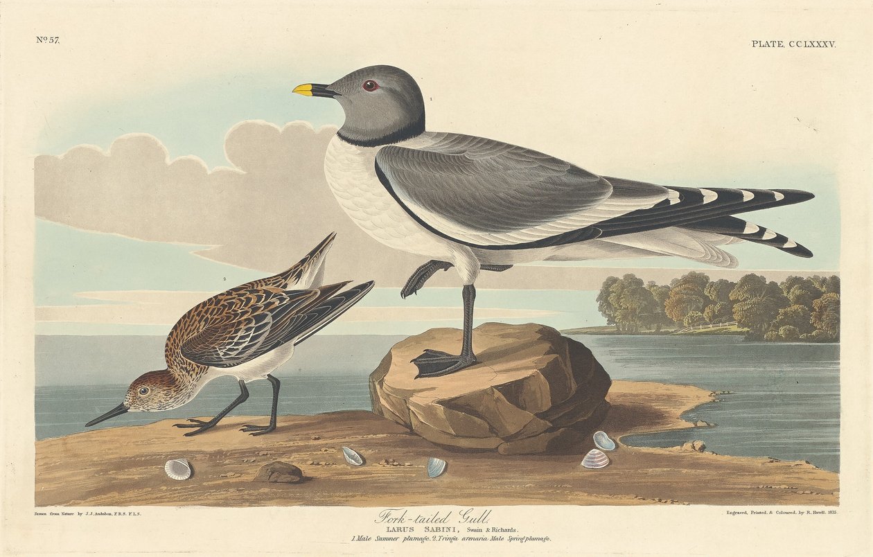 Fork-tailed Gull by Robert Havell after John James Audubon