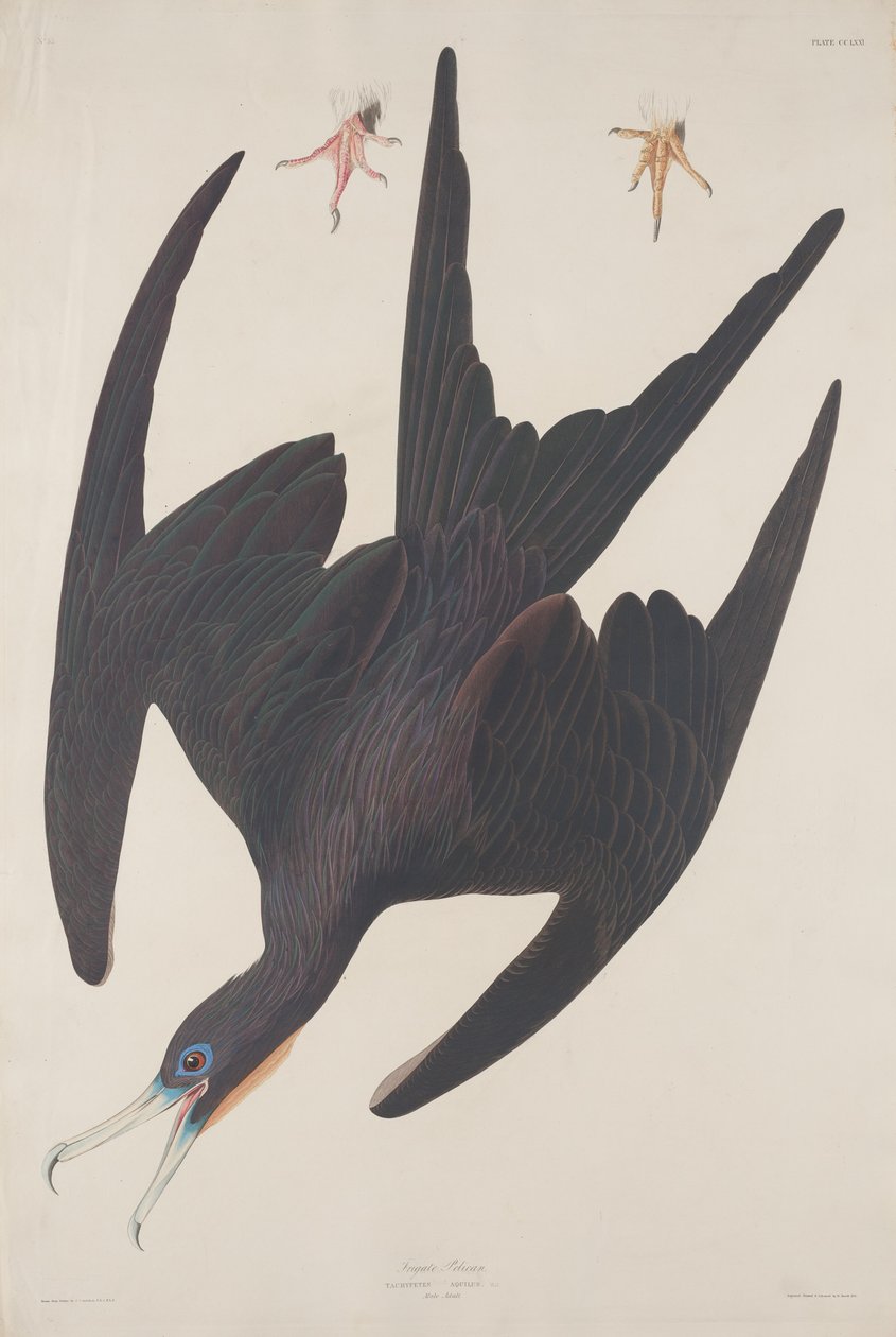 Frigate Pelican by Robert Havell after John James Audubon