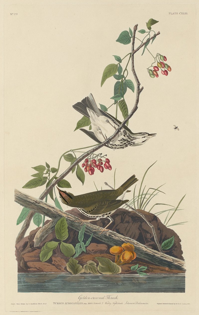 Golden-Crowned Thrush by Robert Havell after John James Audubon