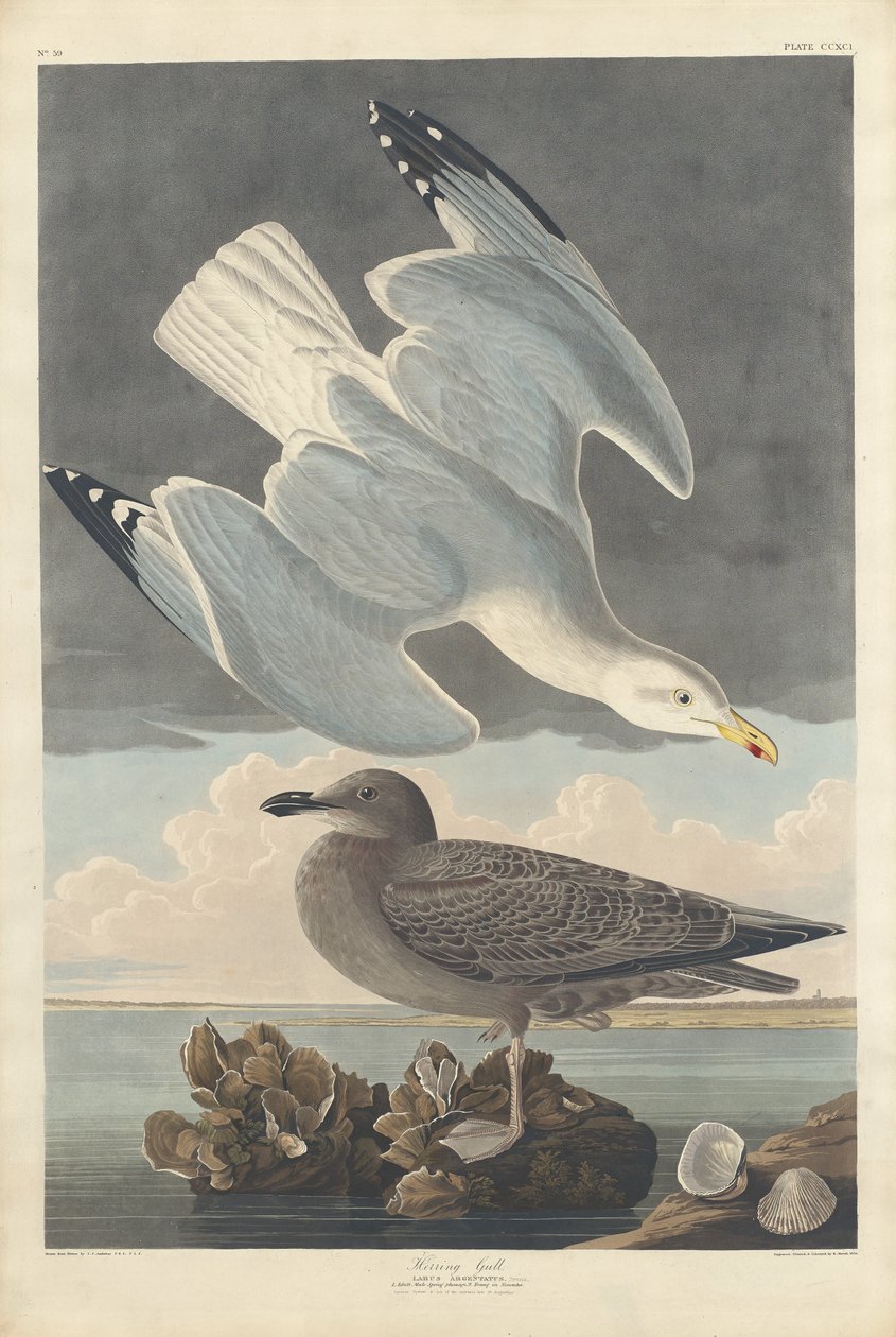 Herring Gull by Robert Havell after John James Audubon